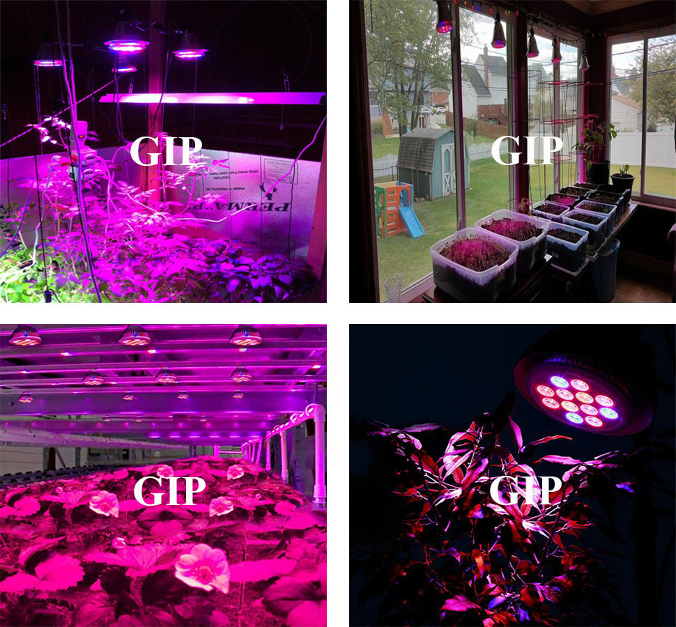 Gip PAR38 12W LED Plant Grow Light for Indoor Application