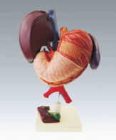 Xy-3316-5 Liver and Gallblandder, Pancreas, Stomach, Duodenum Model
