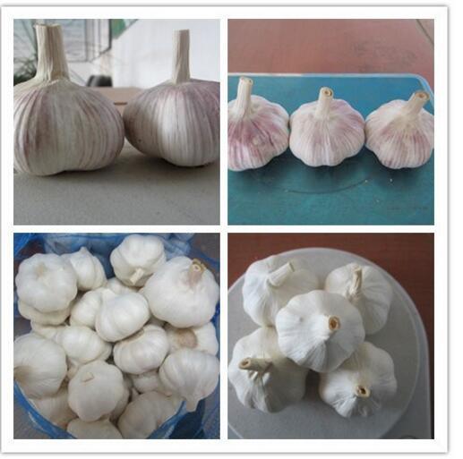 New Crop Fresh Natural Pure White Garlic