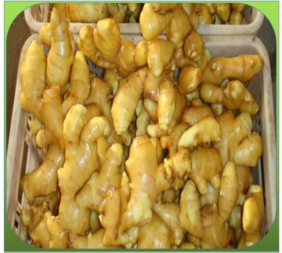 New Crop Fresh Ginger Wholesale Price