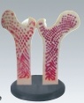 Xy-3394-3 Glant Femur Bone Model