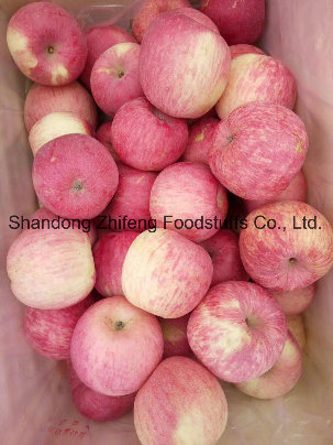 Exporting Fresh Gala Apple with High Quality