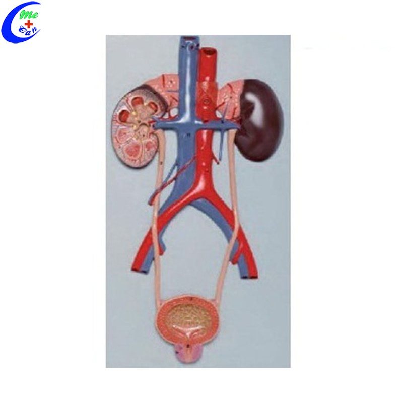 Medical Anatomy Male Urogenital System Model