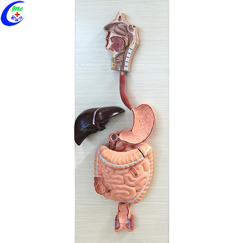 Human Digestive System Anatomy Model