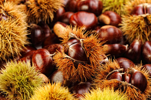 Fresh Chestnut