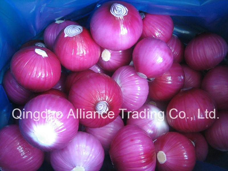 Fresh Peeled White Red Purple Onion Ball