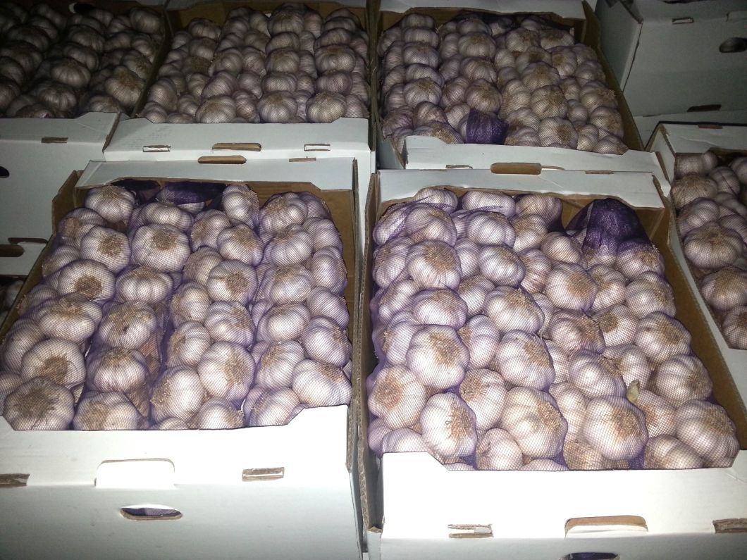 No 5 New Wholesale Shandong Good Price Export Solo Pure Peeled Fresh Dried Normal/Super White Dehydrated Garlic