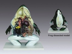 Xy-3227-5 Frog Dissected Model (Animal model)