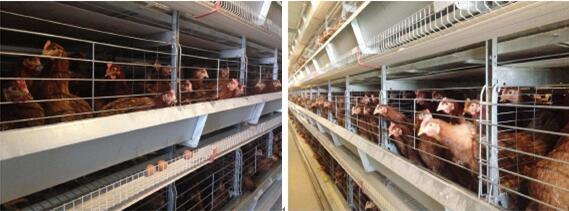 H Frame Battery Cage for Layer Farm