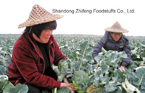 Chinese IQF Frozen Broccoli for Exporting