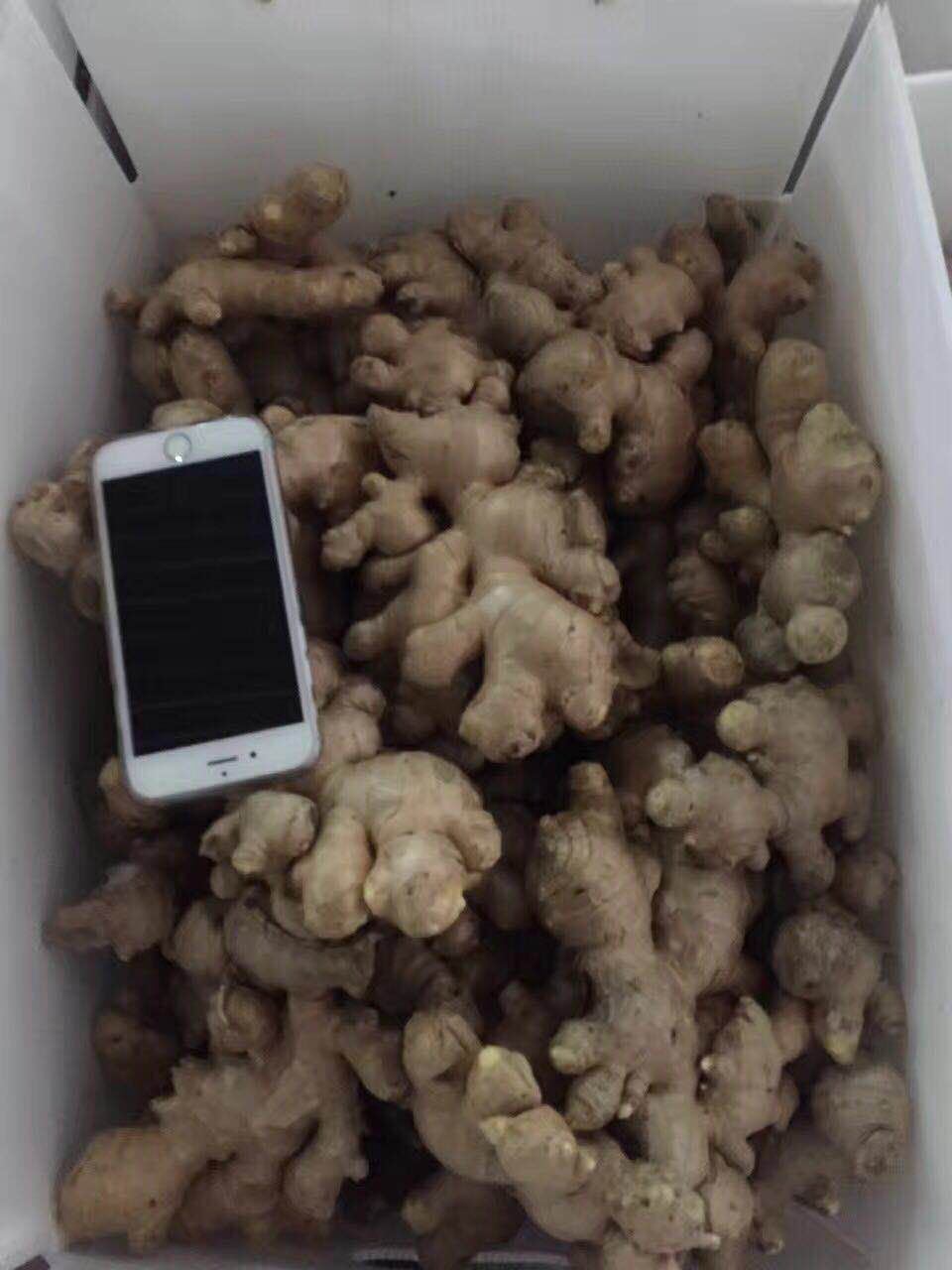 Chinese No Pesticide Fresh Organic Ginger