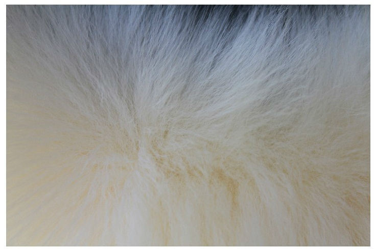 High-Quality Sheepskin Winter Warmth Car Steering Wheel Cover