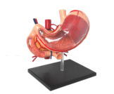 Xy- A6082 4D Stomach Model