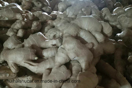 Fresh Ginger 2017 New Corp Best Quality Chinese Ginger