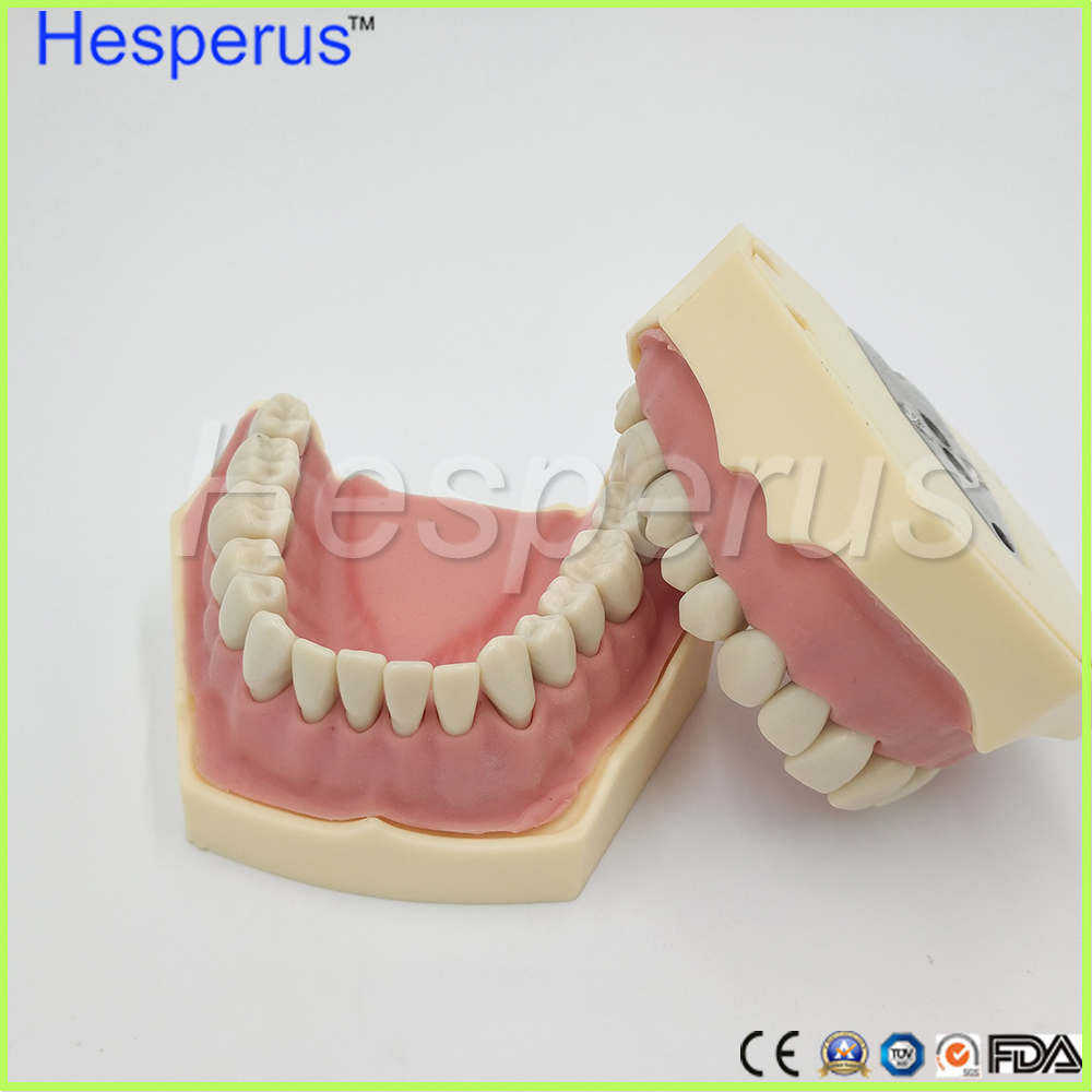 Dental Soft Gum Removable 28PCS Teeth Model Hesperus Compatible Nissin 200