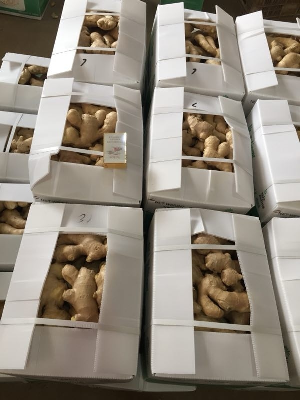 Air Dry Ginger (2017 crop) Hot Sale