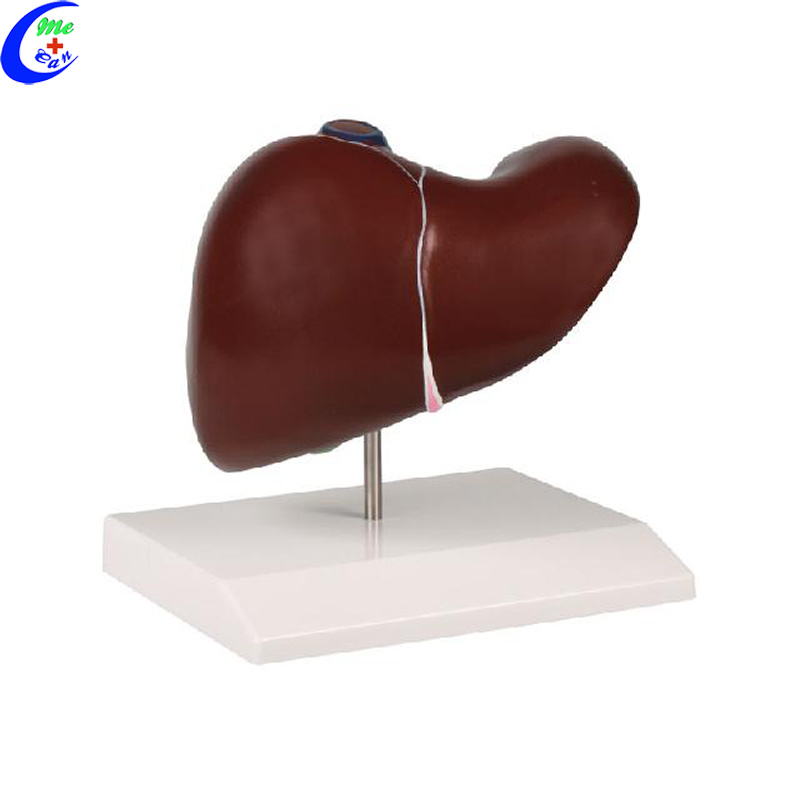 Liver Anatomy Models for Medical Students