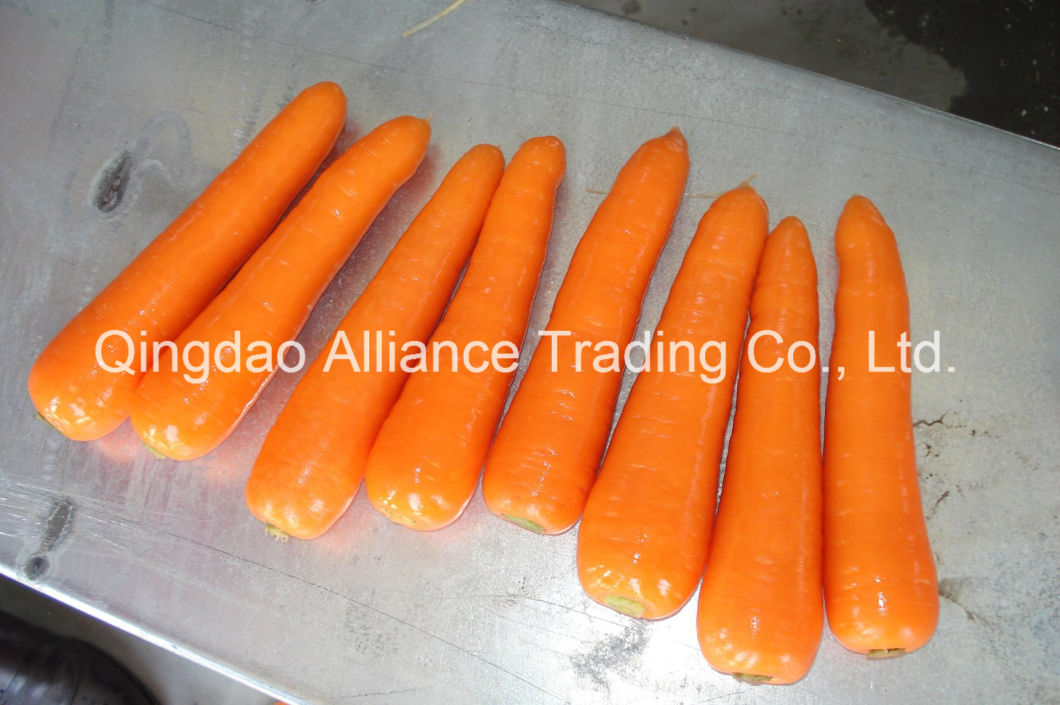Fresh Carrot with High Quality