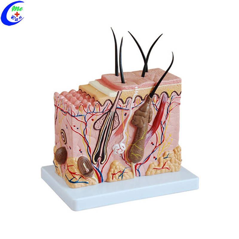 Anatomy Skin Tissue Models for Medical Students