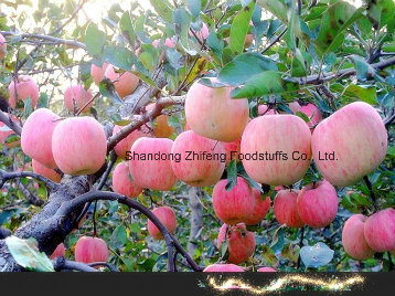 2017 Fresh FUJI Apple with Good Price