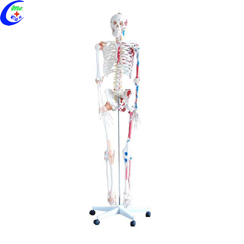 Medical Human Anatomical Skeleton Model