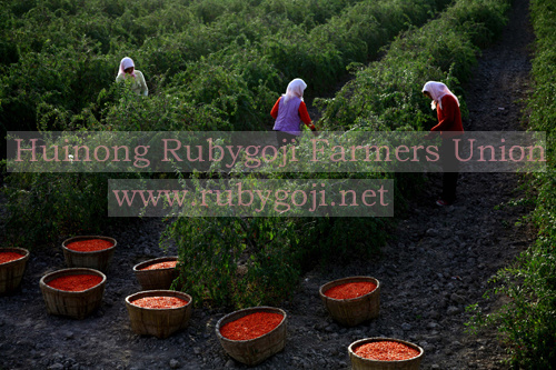 Dry Goji Berry, Ningxia Goji, 2018 New Crop, Dried Fructus Lycii, Bayas De Goji Secas