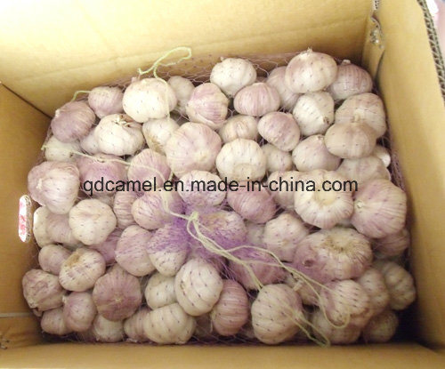 Purple Garlic From Jinxiang, China