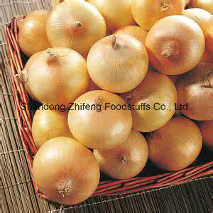 The Newest Yellow Onion with Competitive Price