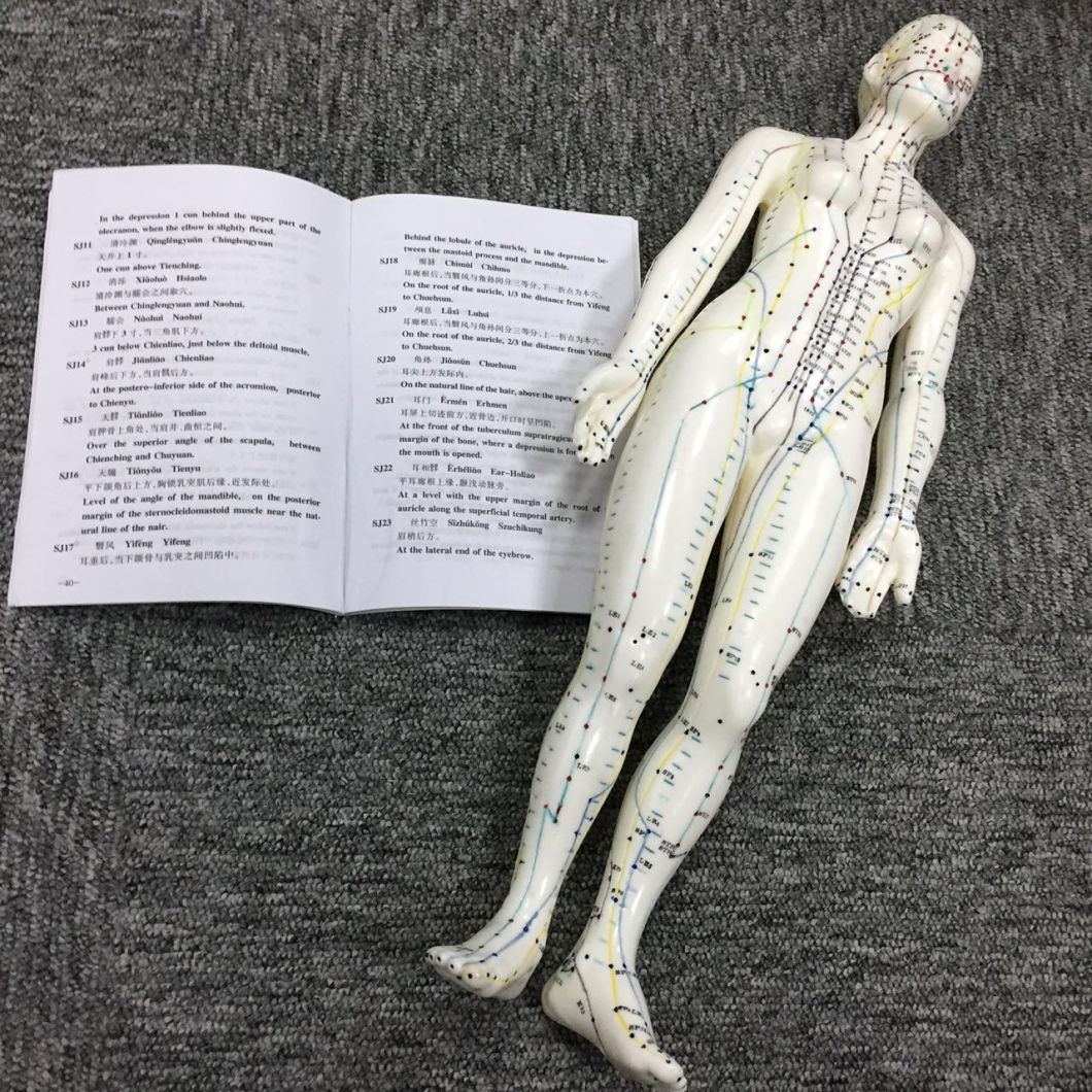 Body Model of Female Acupuncture Model