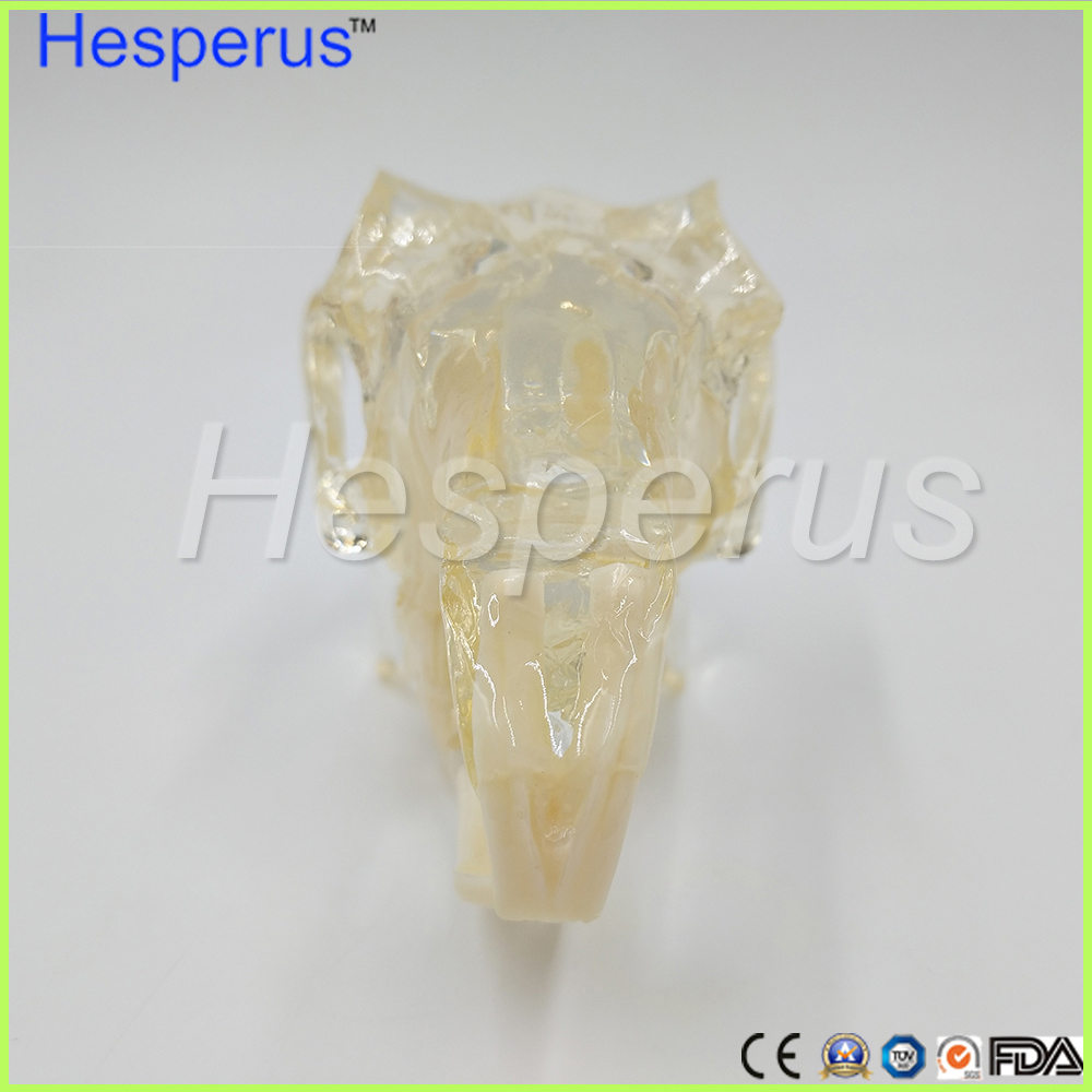 Rabbit Jaw Teeth Model Veterinary Teaching Hesperus