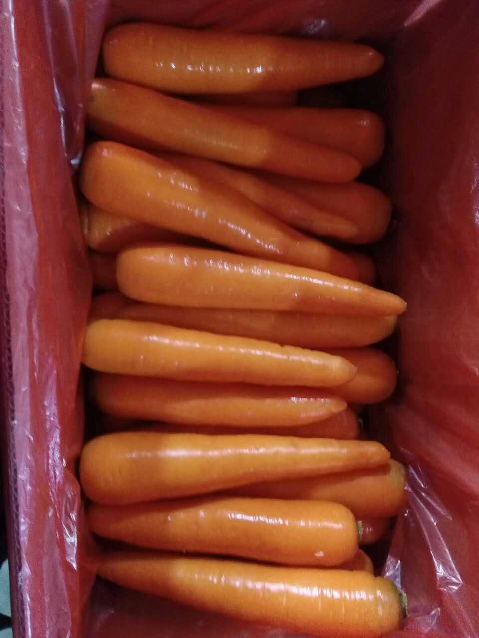 Fresh Carrot with Competitive Price