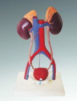 Xy-3311-1 Human Urinary System Model