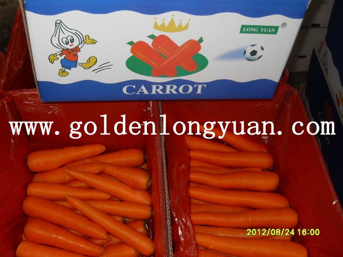 New Crop Fresh Carrot Supplied by Factory
