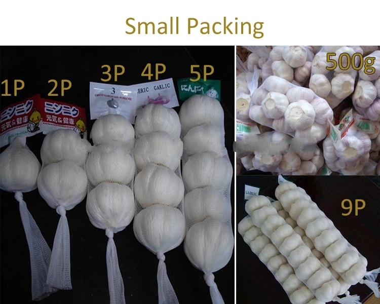 5.5cm Fresh White Garlic From Jinxiang China