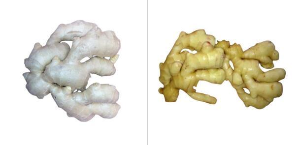 Fresh Fat Ginger with Good Quality and Competitive Price