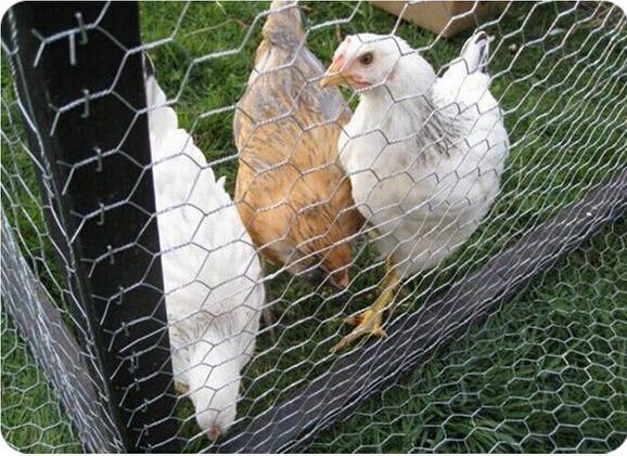 Anping Hexagonal Small Hole Chicken Wire Mesh Poultry Wire 1/2''