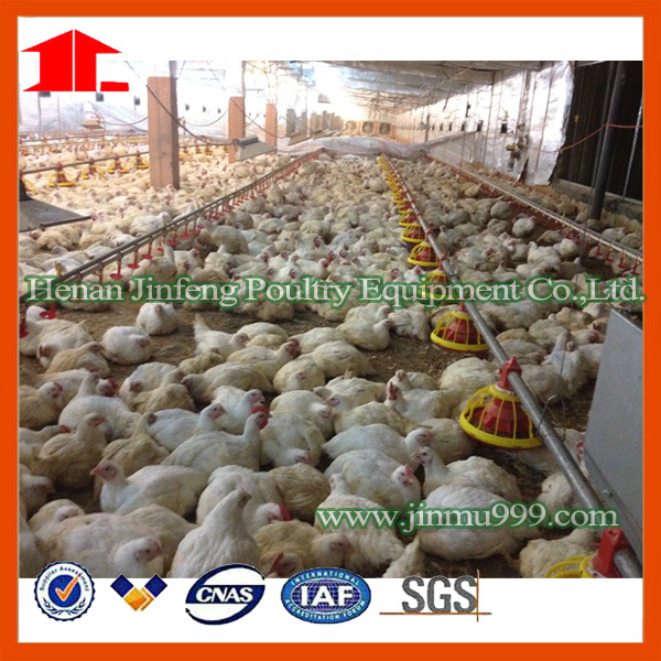 Battery Automatic Chicken Birds Equipment for Farm Use