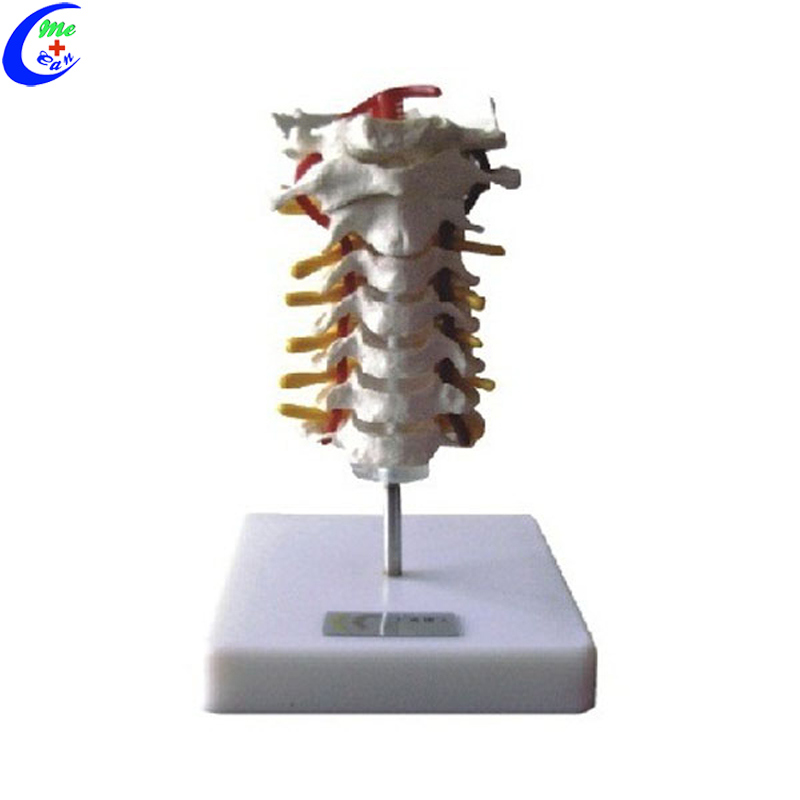 Medical Anatomical Teaching Aids Models for Medical Students