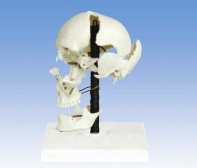 Xy-3392-11 Model of Skull Bones