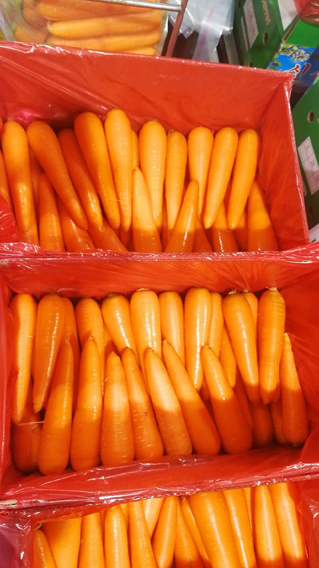 Karotte carrot