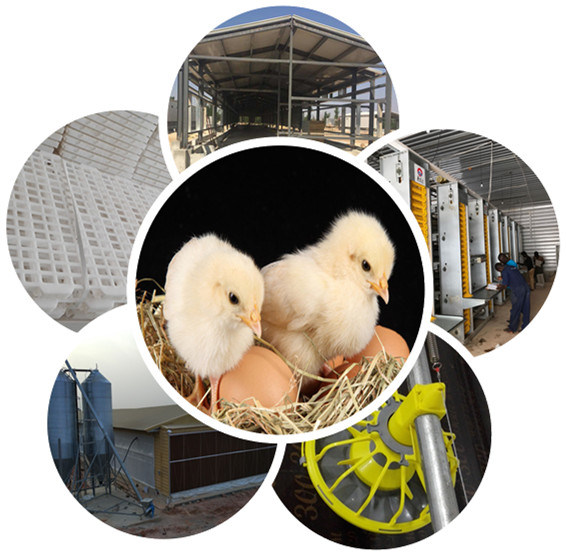 Auto Drinking System for Broiler Chicken