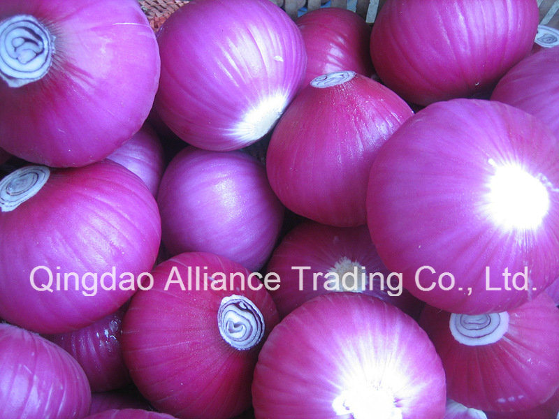 Fresh Red Purple White Peeled Onion Export to Austrilia Market