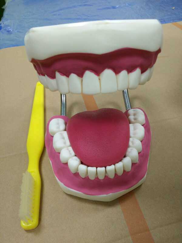 My-N103 Dental Soft Gum Removable 28PCS Teeth Care Model