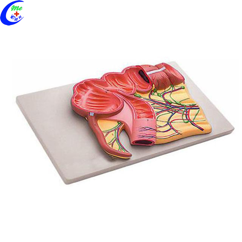 Human Digestive System Anatomy Model