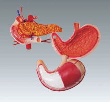 Xy-3329-7 3D Stomach, Pancreas Model