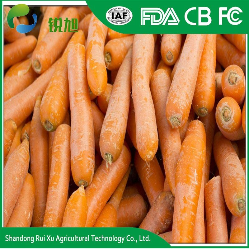 Fresh Carrot/Sliced Carrot/Diced Carrot From Shandong China