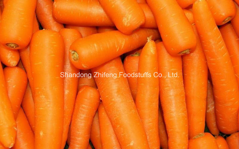 New Crop Fresh Carrot in China