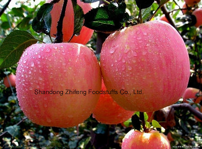 Chinese Fresh Gala Apple with Sweet Flavor