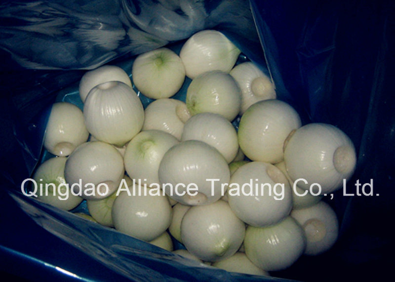 Fresh Peeled Chilled Onion with Vacuum Pack