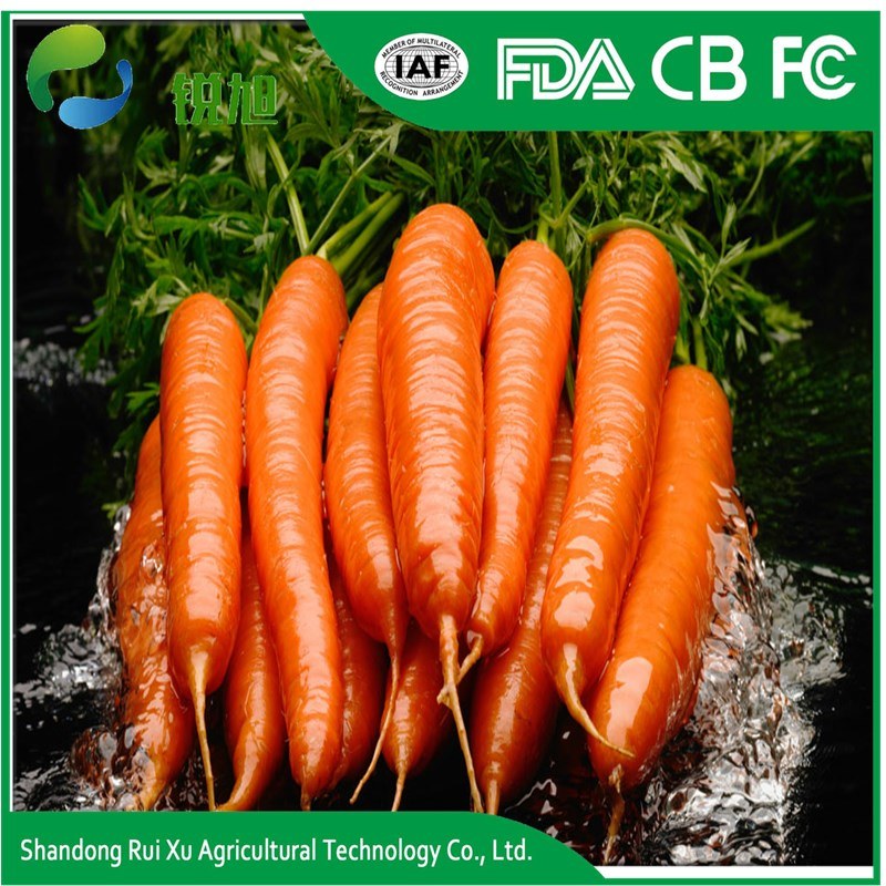 High Quality China Fresh Carrot in 10kg/Carton